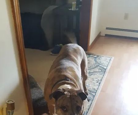 Caring Hands Animal Hospital: Feltz Tim DVM