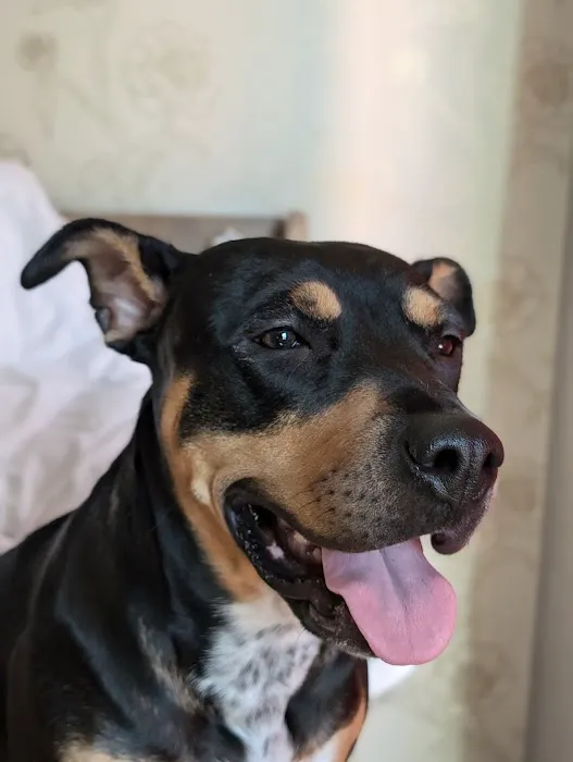 Best Friends Animal Hospital Picture 3