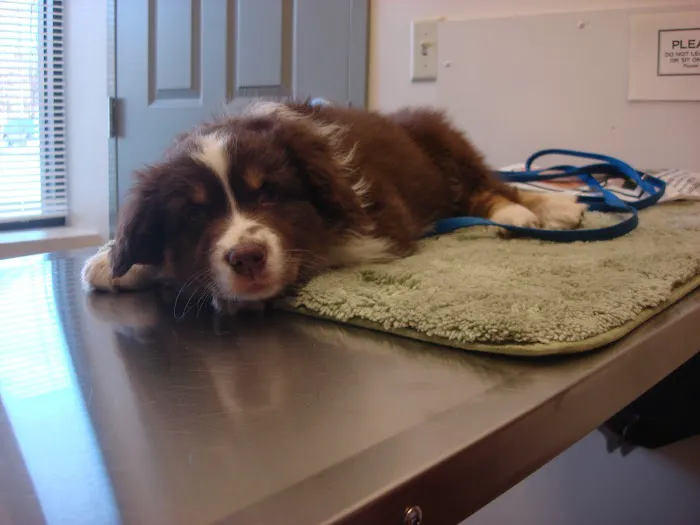 Best Friends Animal Hospital Picture 8