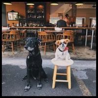 Hawaii Medicinal Pet @ The Public Pet ico