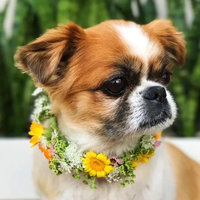 Hawaii Medicinal Pet @ The Public Pet Picture 8