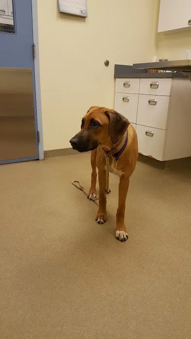 Manchester Animal Hospital Picture 3
