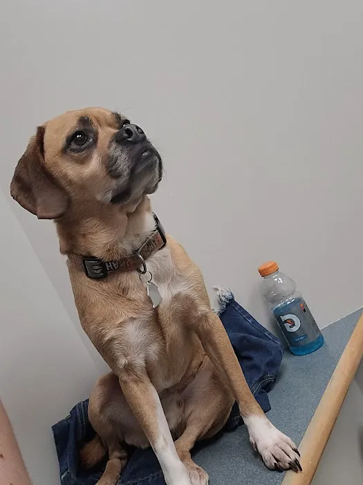 Manchester Animal Hospital Picture 1