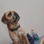 Manchester Animal Hospital