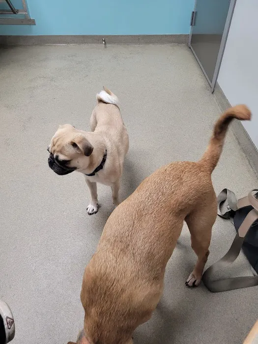 Manchester Animal Hospital Picture 2
