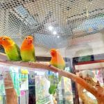 Koolau Pets Plants & Ponds