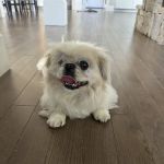 New England Veterinary Ophthalmology PLLC