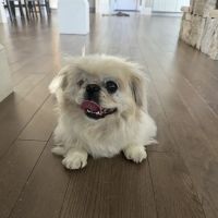 New England Veterinary Ophthalmology PLLC ico