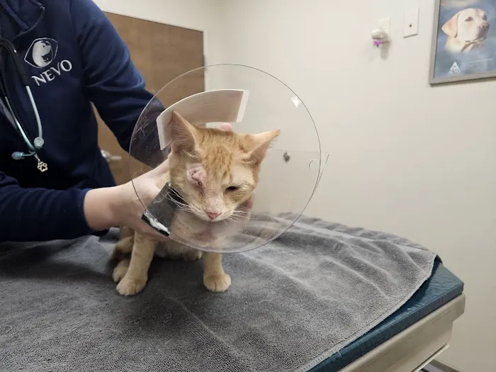 New England Veterinary Ophthalmology PLLC Picture 10