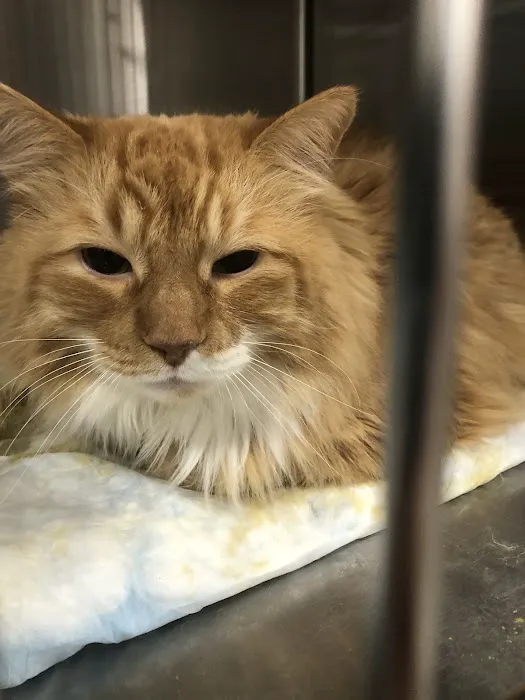 Veterinary Emergency Center of Manchester Picture 10