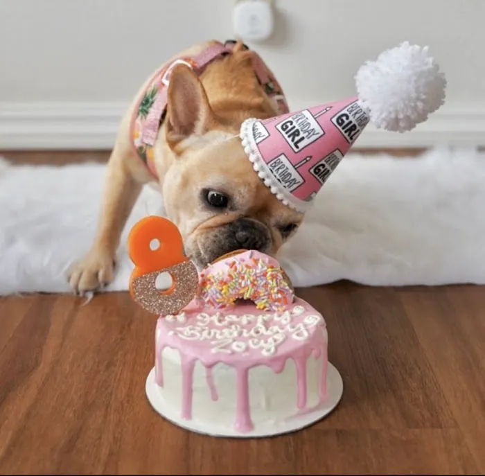 Dogtown Bakery Picture 7