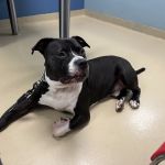 PetWellClinic - Manchester