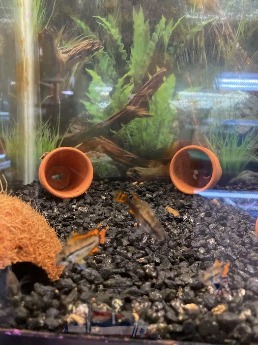 Enchanted Lake Pet Picture 3
