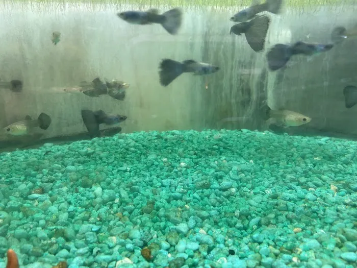 Enchanted Lake Pet Picture 6