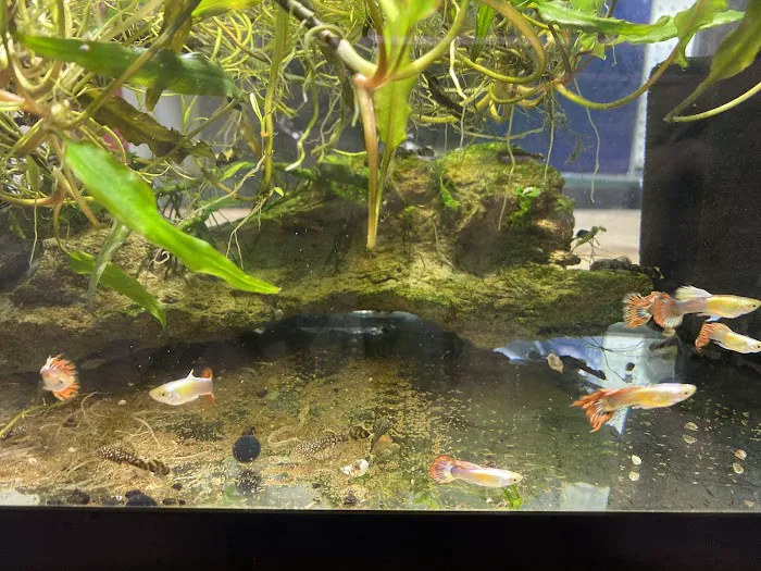Enchanted Lake Pet Picture 5