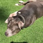 Banfield Pet Hospital