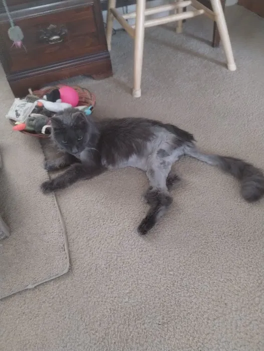 Charlestown Animal Hospital Picture 1