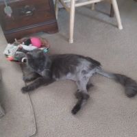 Charlestown Animal Hospital ico