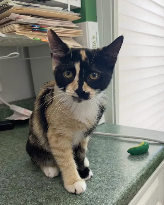 Charlestown Animal Hospital Picture 3