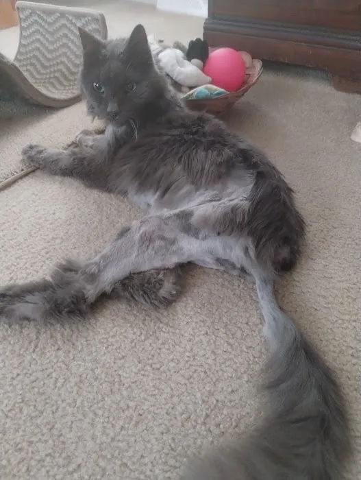 Charlestown Animal Hospital Picture 10