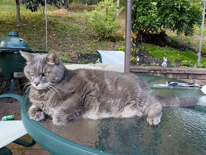 Charlestown Animal Hospital Picture 4