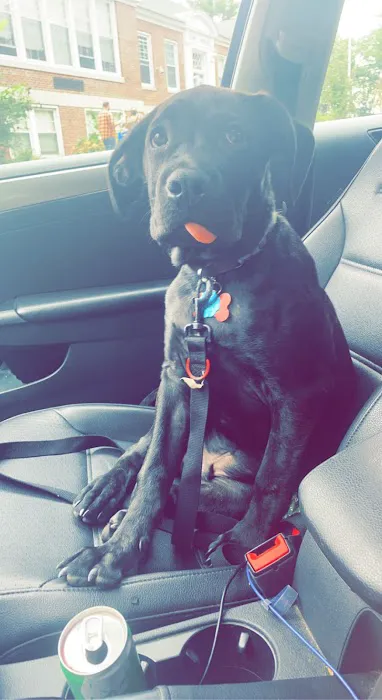 Charlestown Animal Hospital Picture 2