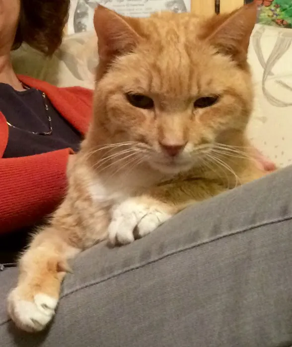Springfield Animal Hospital Picture 3