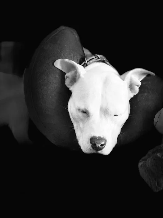 Claremont Animal Hospital Picture 6