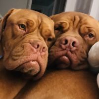 Claremont Animal Hospital ico