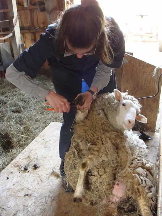 Clover Acres Livestock Veterinary Services Picture 7