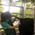 Clover Acres Livestock Veterinary Services