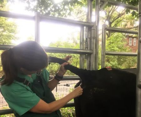 Clover Acres Livestock Veterinary Services