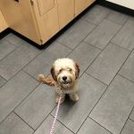 Banfield Pet Hospital