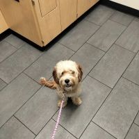 Banfield Pet Hospital ico