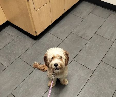 Banfield Pet Hospital