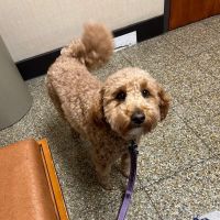 Willard Veterinary Clinic ico