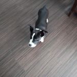 Vetco Vaccination Clinic
