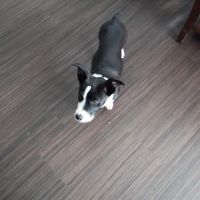 Vetco Vaccination Clinic ico