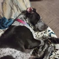 Petco ico