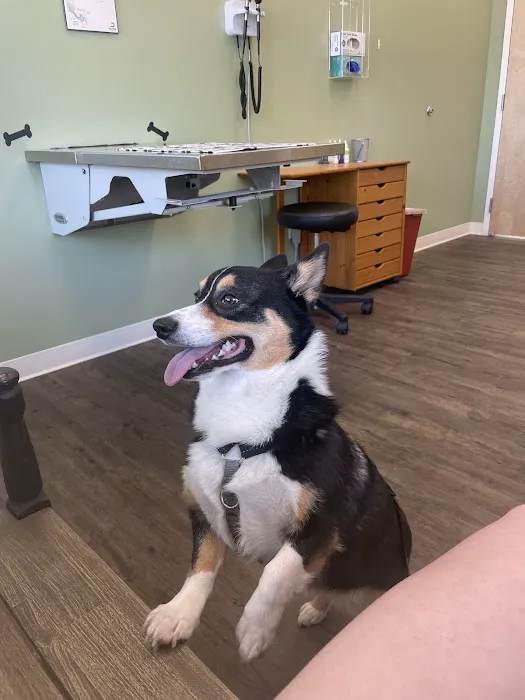Braintree Veterinary Care Picture 5
