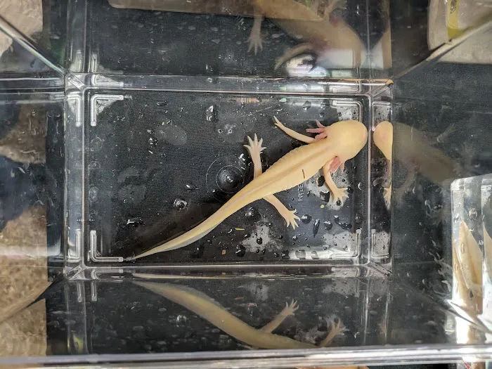 INDIANA REPTILE BREEDERS EXPO *once a month* Picture 6