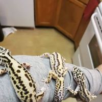 INDIANA REPTILE BREEDERS EXPO *once a month* ico