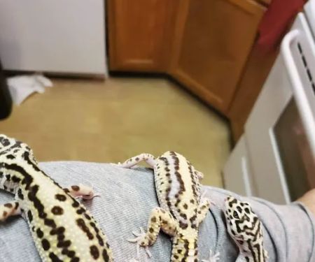 INDIANA REPTILE BREEDERS EXPO *once a month*