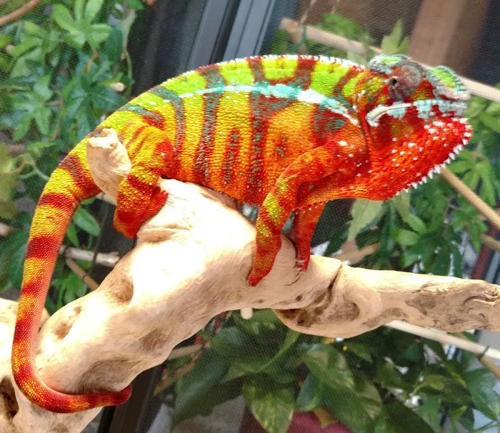 INDIANA REPTILE BREEDERS EXPO *once a month* Picture 7