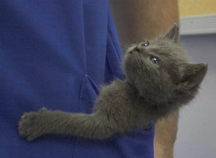 VCA South Shore Quincy Animal Hospital Picture 6