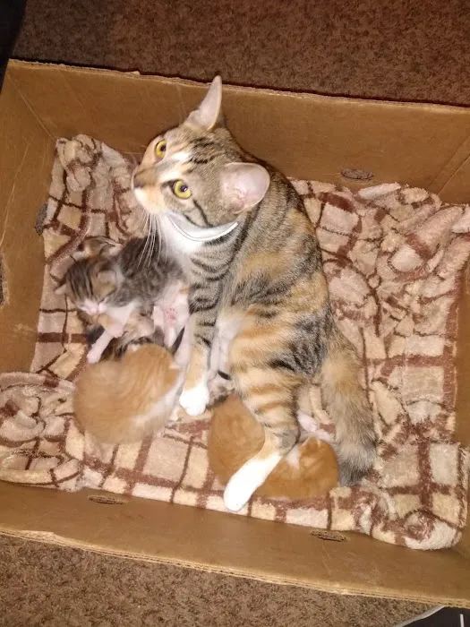 Greentree Pet Center Picture 1