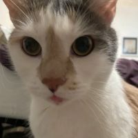 VCA Metro Cat Hospital ico