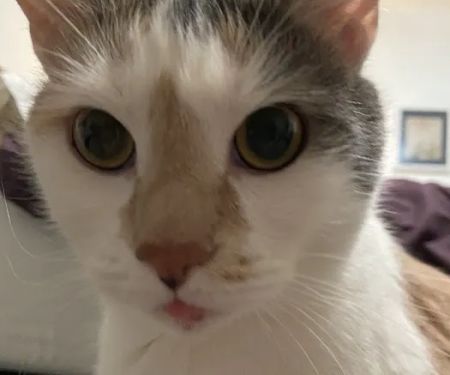 VCA Metro Cat Hospital
