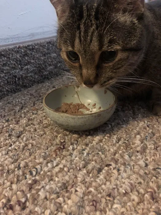 VCA Metro Cat Hospital Picture 5