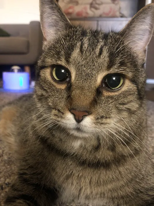 VCA Metro Cat Hospital Picture 6